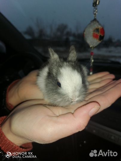 Кролик декоративный
