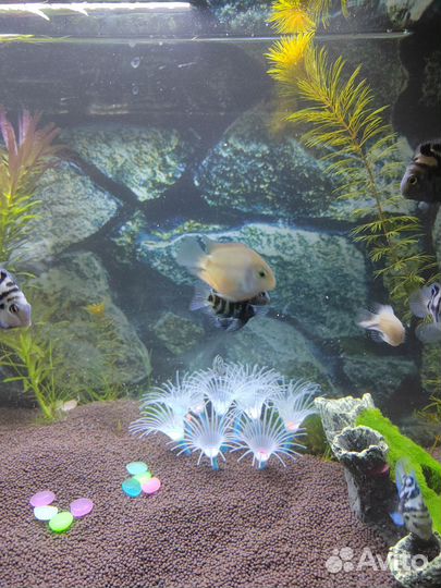 Аквариумные рыбки