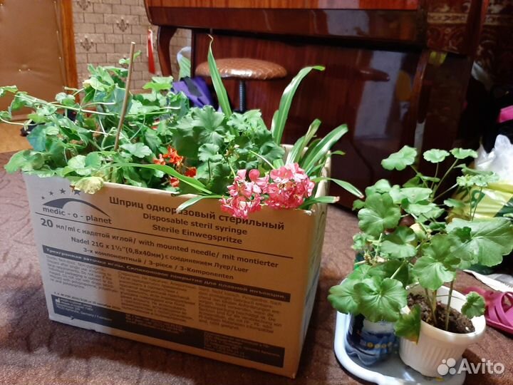 Герань, пеларгония зональная