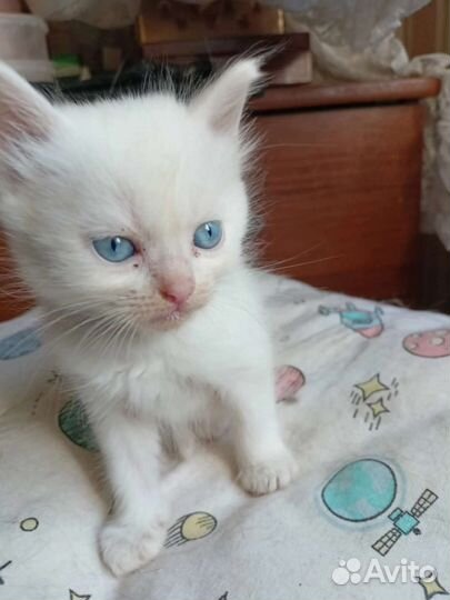 Кошачий ангелок бесплатно