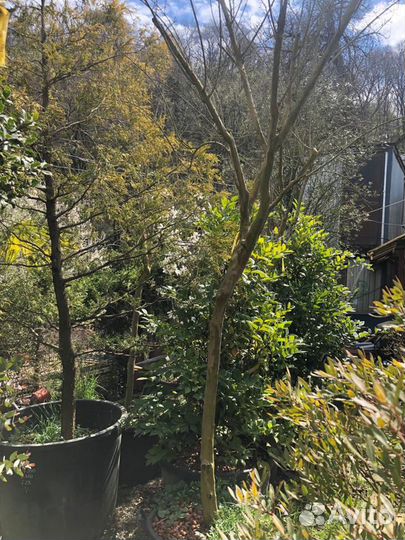 Лагерстремия индийская