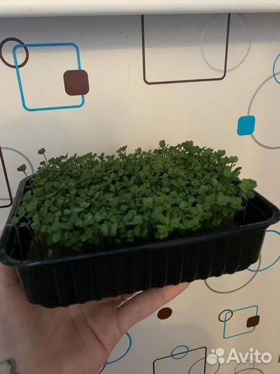 Микрозелень