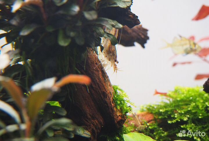 Аквариумные креветки Вишня (Черри) + Амано