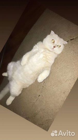 Шотландская