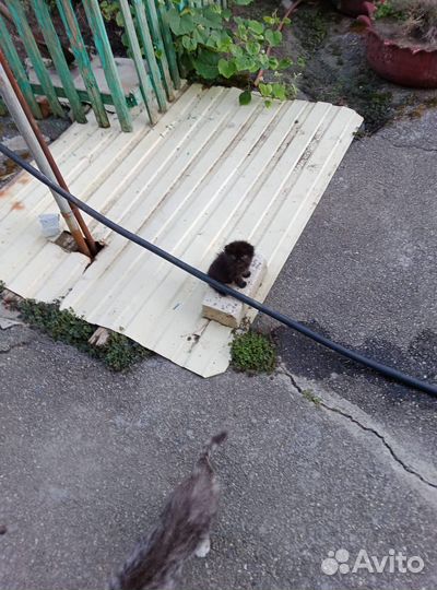 Продаются котята