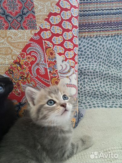 Котята в добрые руки даром