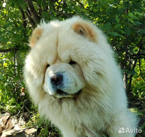 Вязка кобель