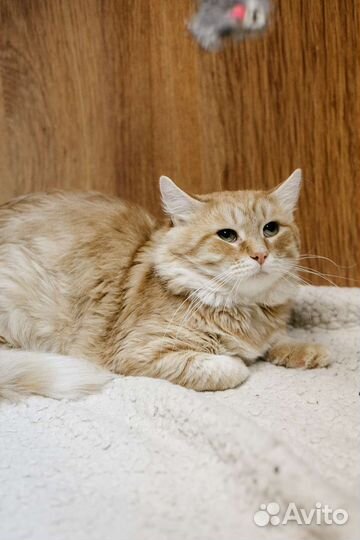 Рыжий котенок в добрые руки