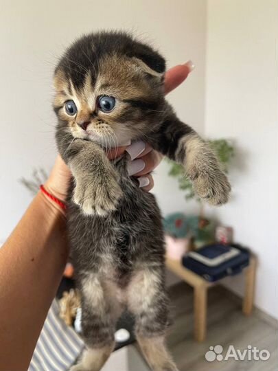 Шотландские вислоухие котята шиншилла