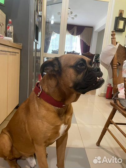 Боксер в добрые руки бесплатно