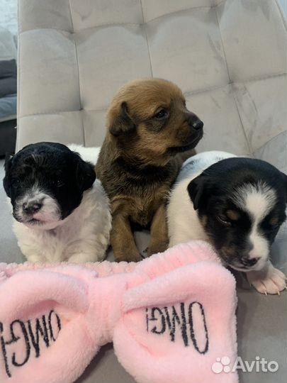 Щенки маленьких пород в добрые руки