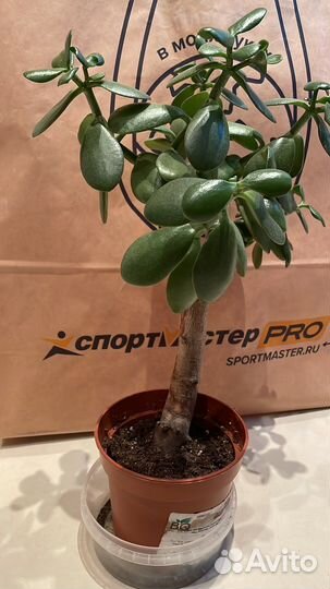 Крассула хоббит и толстянка