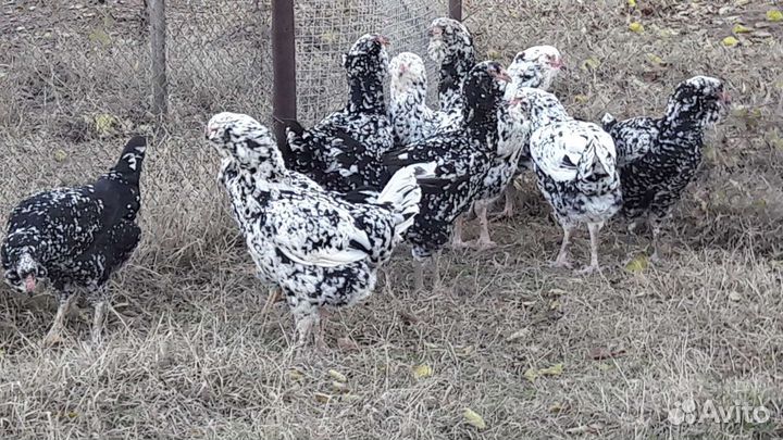 Гергебильские куры