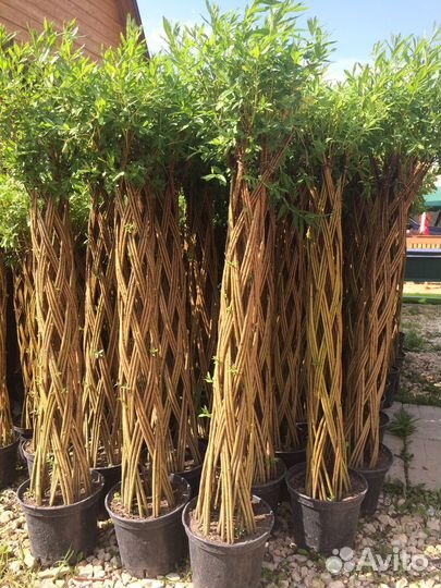 Плетеная ива (русская пальма)