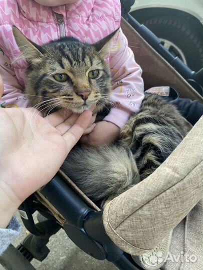 Кот в добрые руки