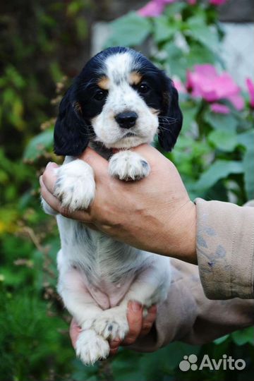 Собаки щенки