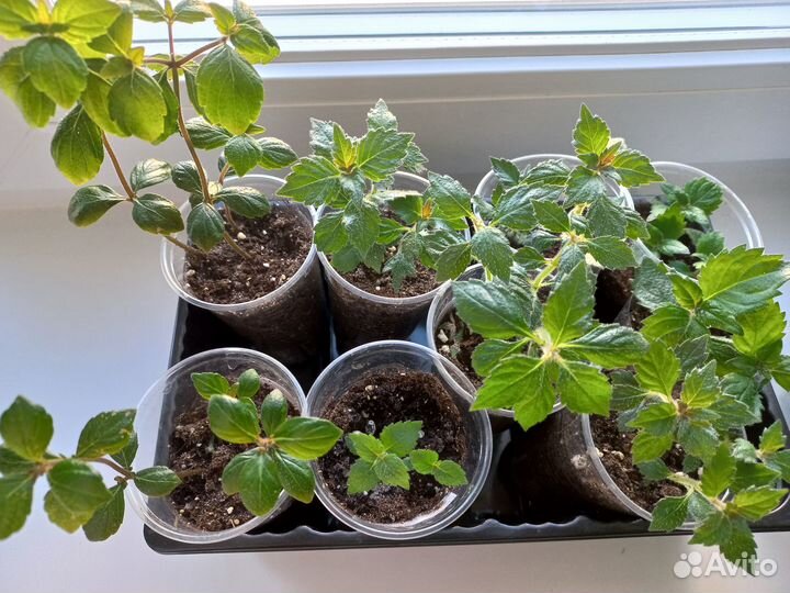 Комнатные цветы