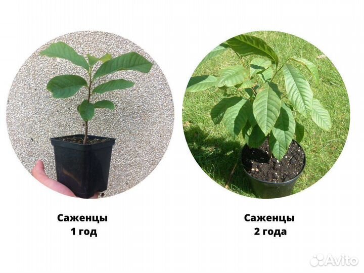 Саженцы Азимины, русское манго