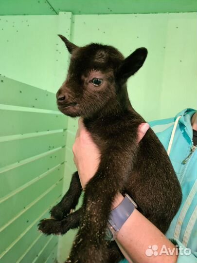 Молодые козочки и козлики