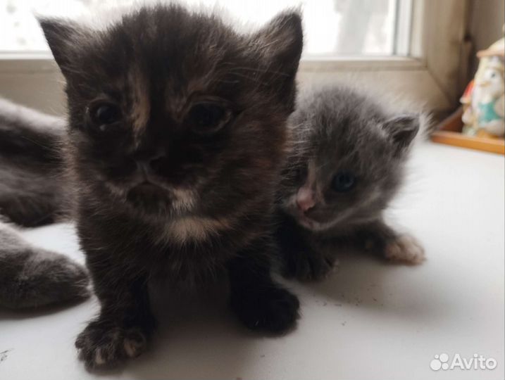 Святые котята)