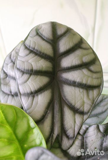 Алоказия Шкура дракона
