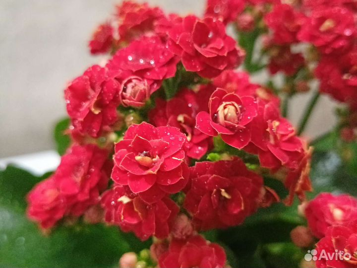 Черенки Каланхоэ