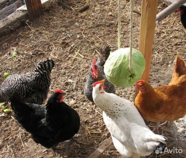 Куры несушки
