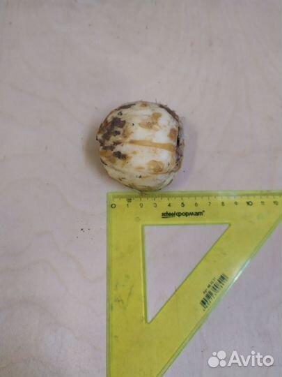 Рябчик императорский