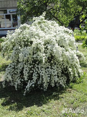 Спирея Вангутта