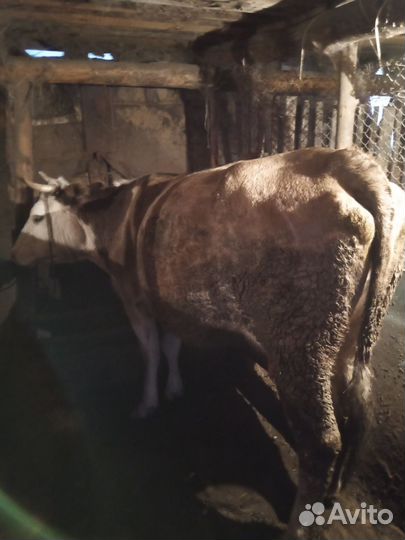 Коровы дойные молочные