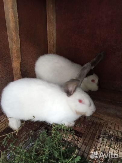 Кролики мясных пород