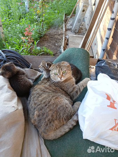 Продам котят