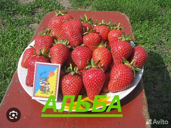 Рассада клубники Альба