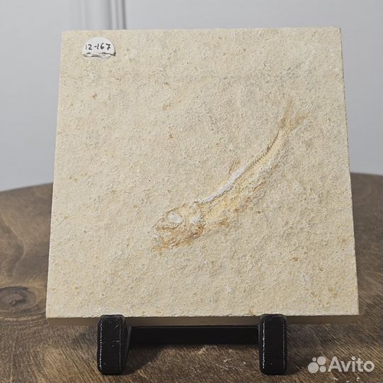 Окаменелость немецкая рыба Leptolepides