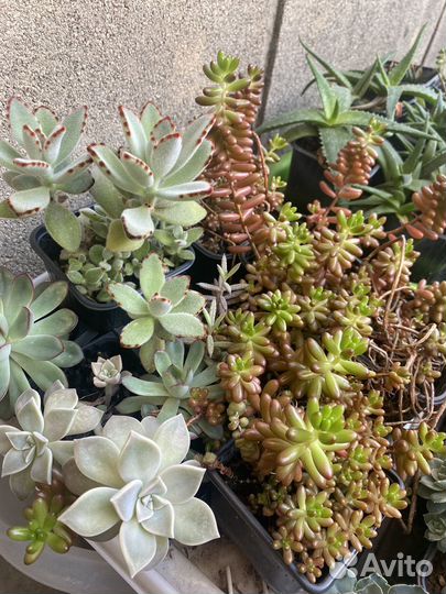 Суккуленты