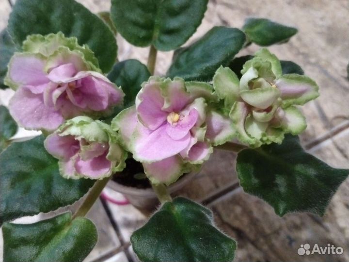 Набор фиалок