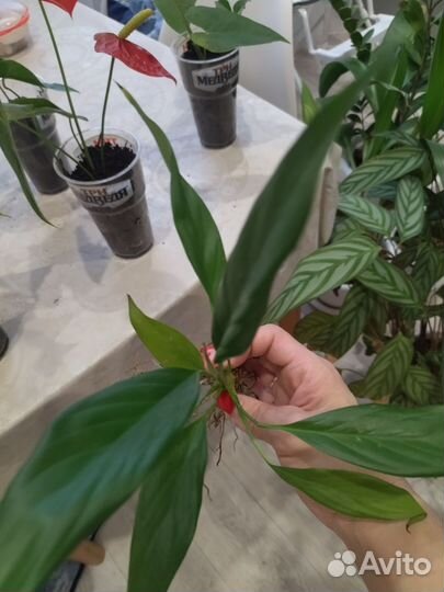 Спатифиллум