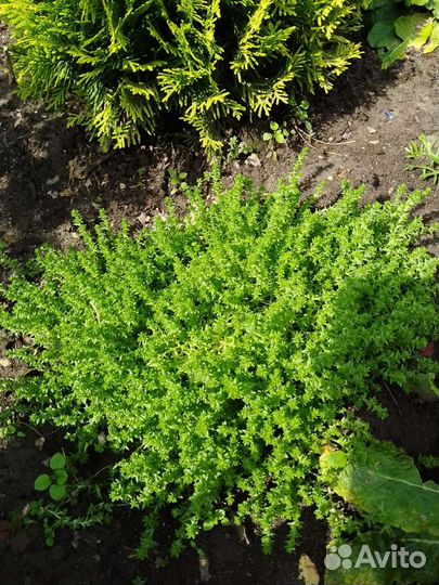 Злаки и почвопокровные