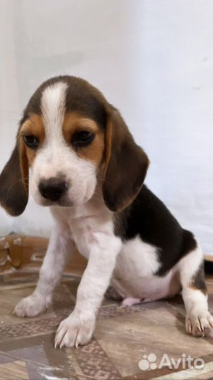 Щенок Бигль мальчик