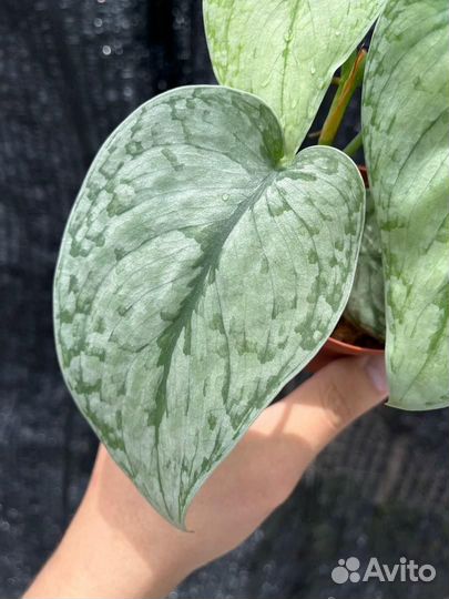 Сциндапсус Сильвер Клауд