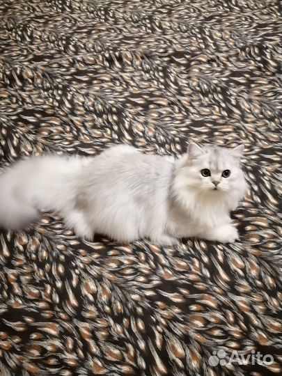 Шотландский котик
