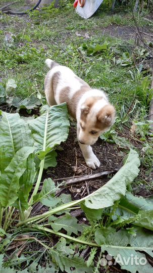 Продажа животных