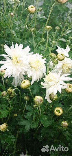 Хризантема