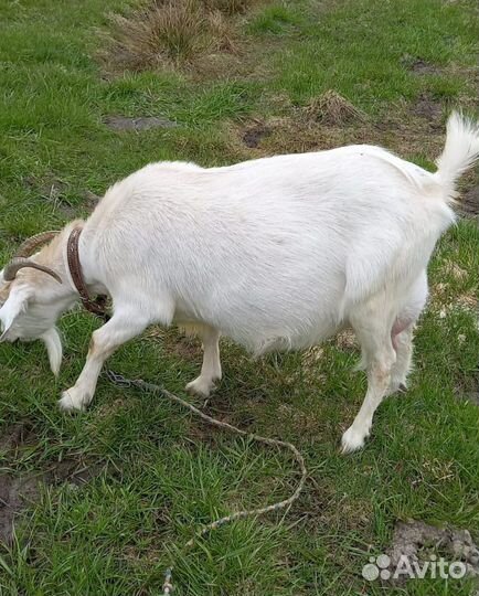 Козочки, козлик