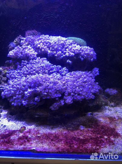 Коралл ксения и корнулярия Актиния