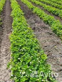 Рассада клубники прием заказов на осень 2023