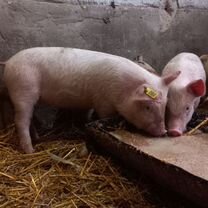 Поросенок ландрас