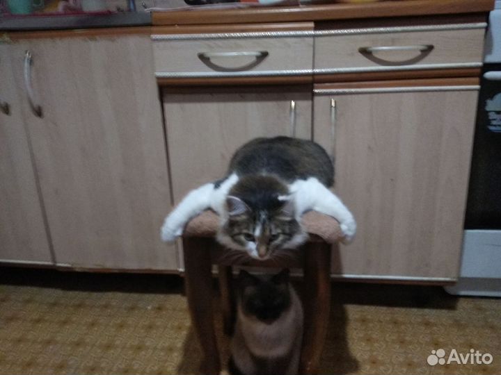 Отдам кошек бесплатно