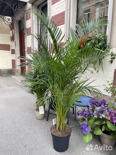 Пальма Арека Дипсис В наличии все размеры