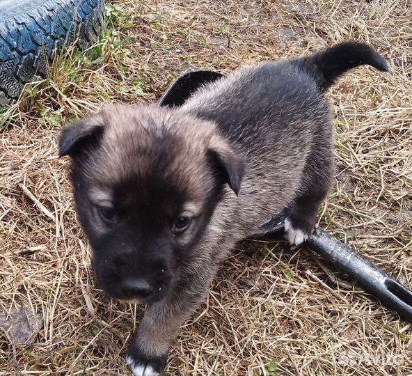 Щенки западно сибирской лайки